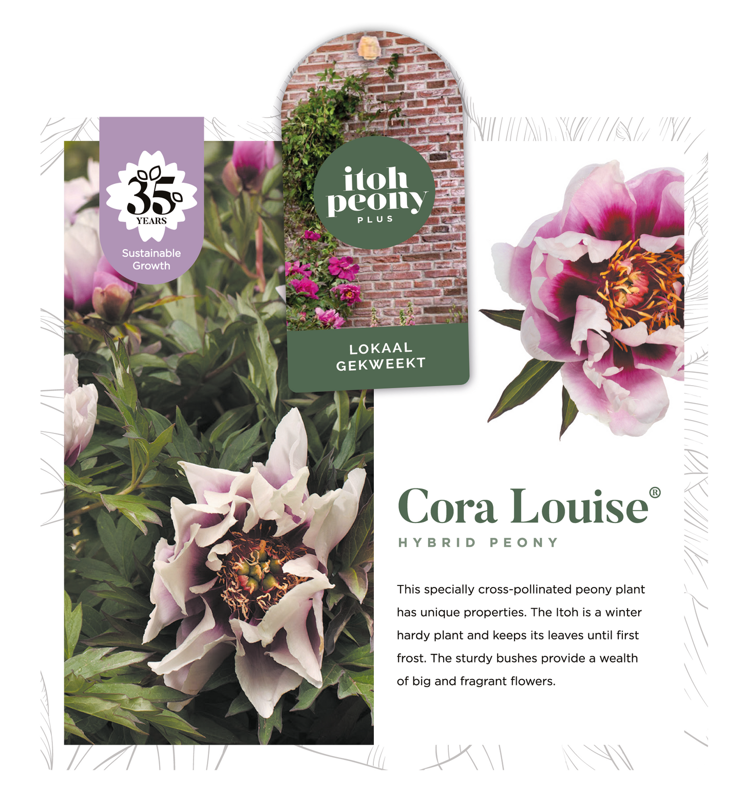 CORA LOUISE OP POT