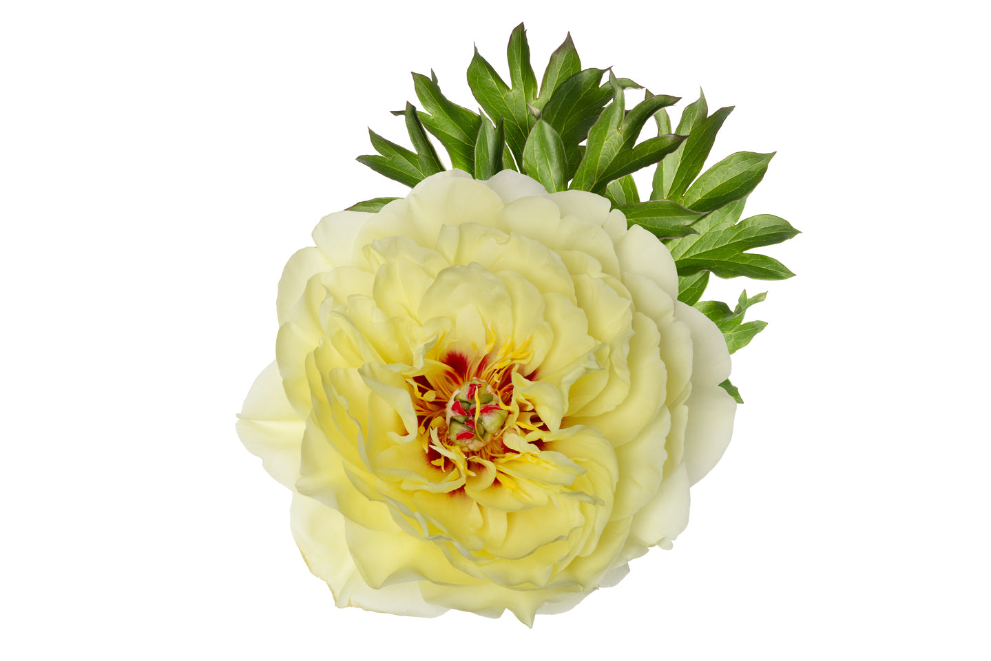YELLOW WATERLILY