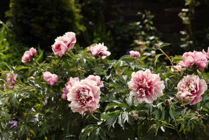 CAROLINE CONSTABLE