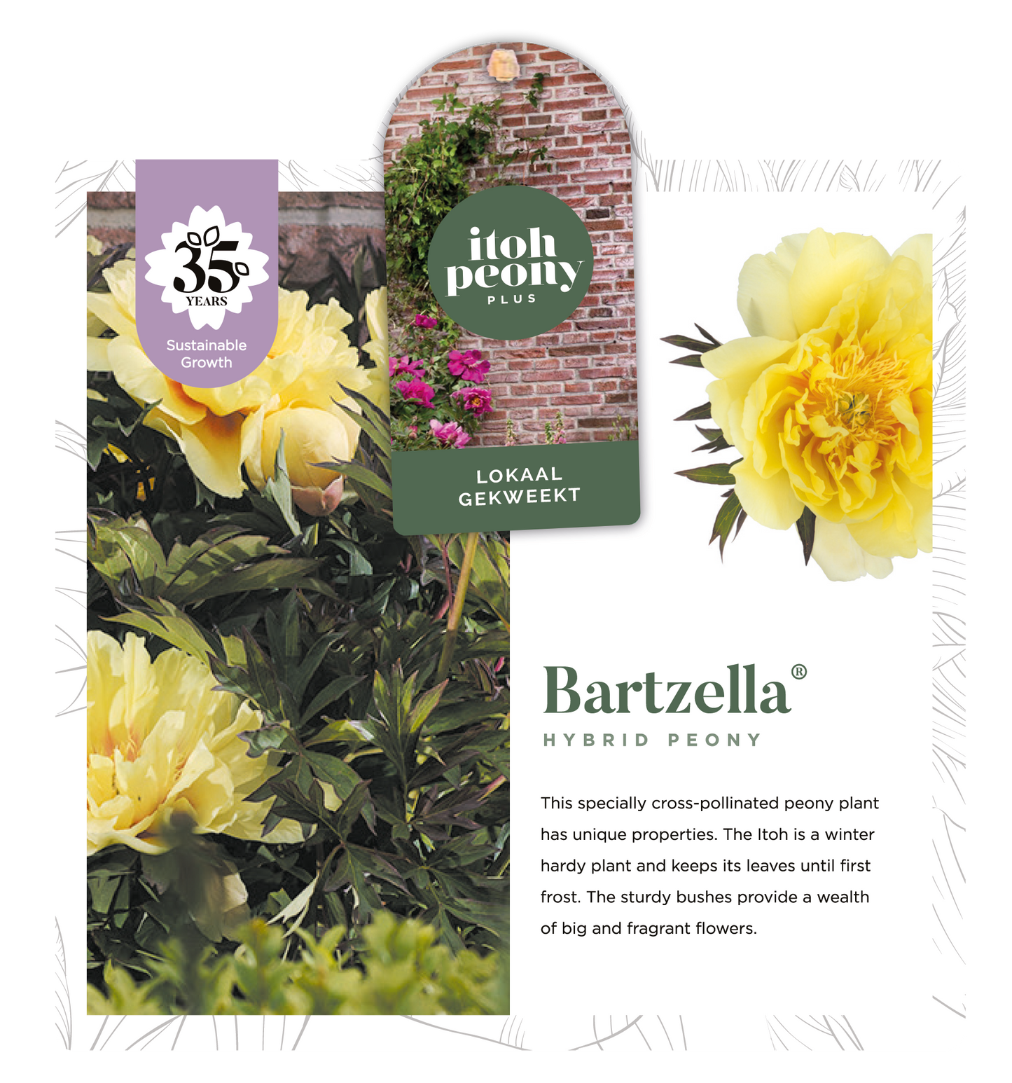 BARTZELLA OP POT