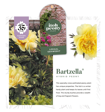 BARTZELLA OP POT