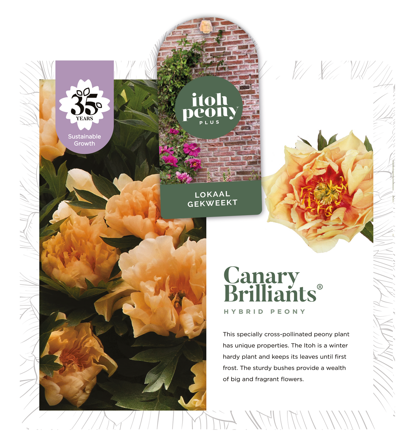 CANARY BRILLIANTS OP POT