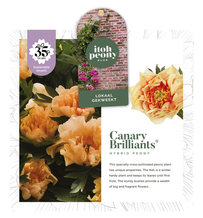 CANARY BRILLIANTS OP POT