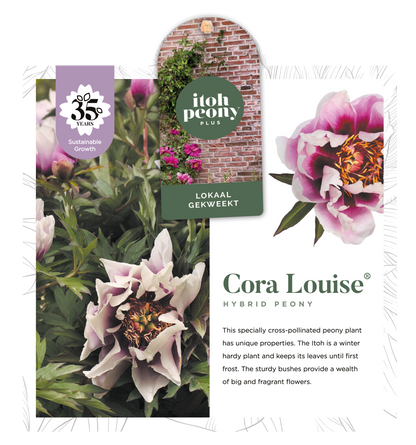 CORA LOUISE OP POT