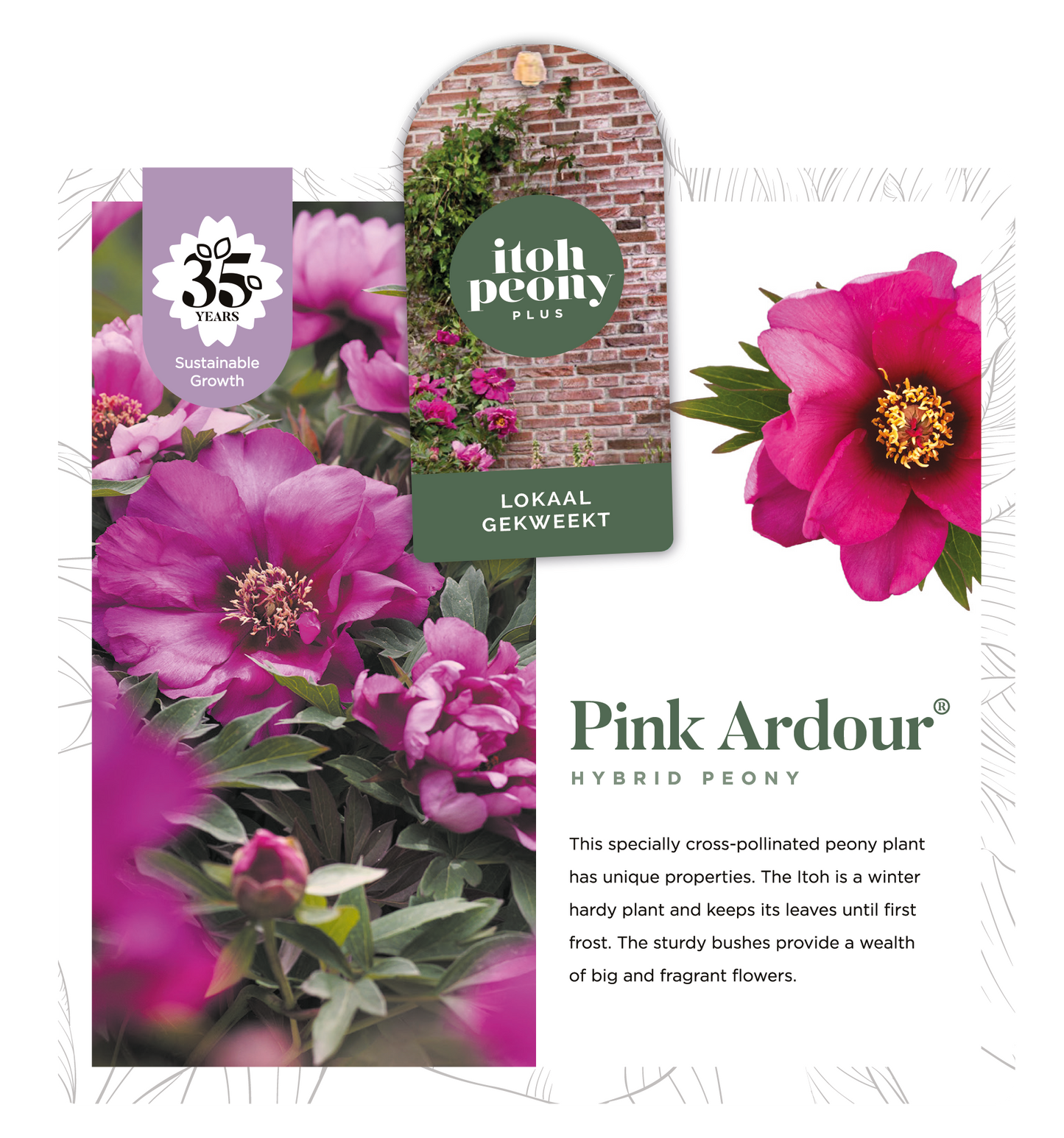 PINK ARDOUR OP POT
