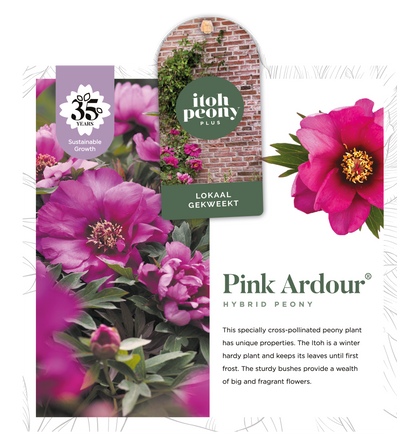 PINK ARDOUR OP POT