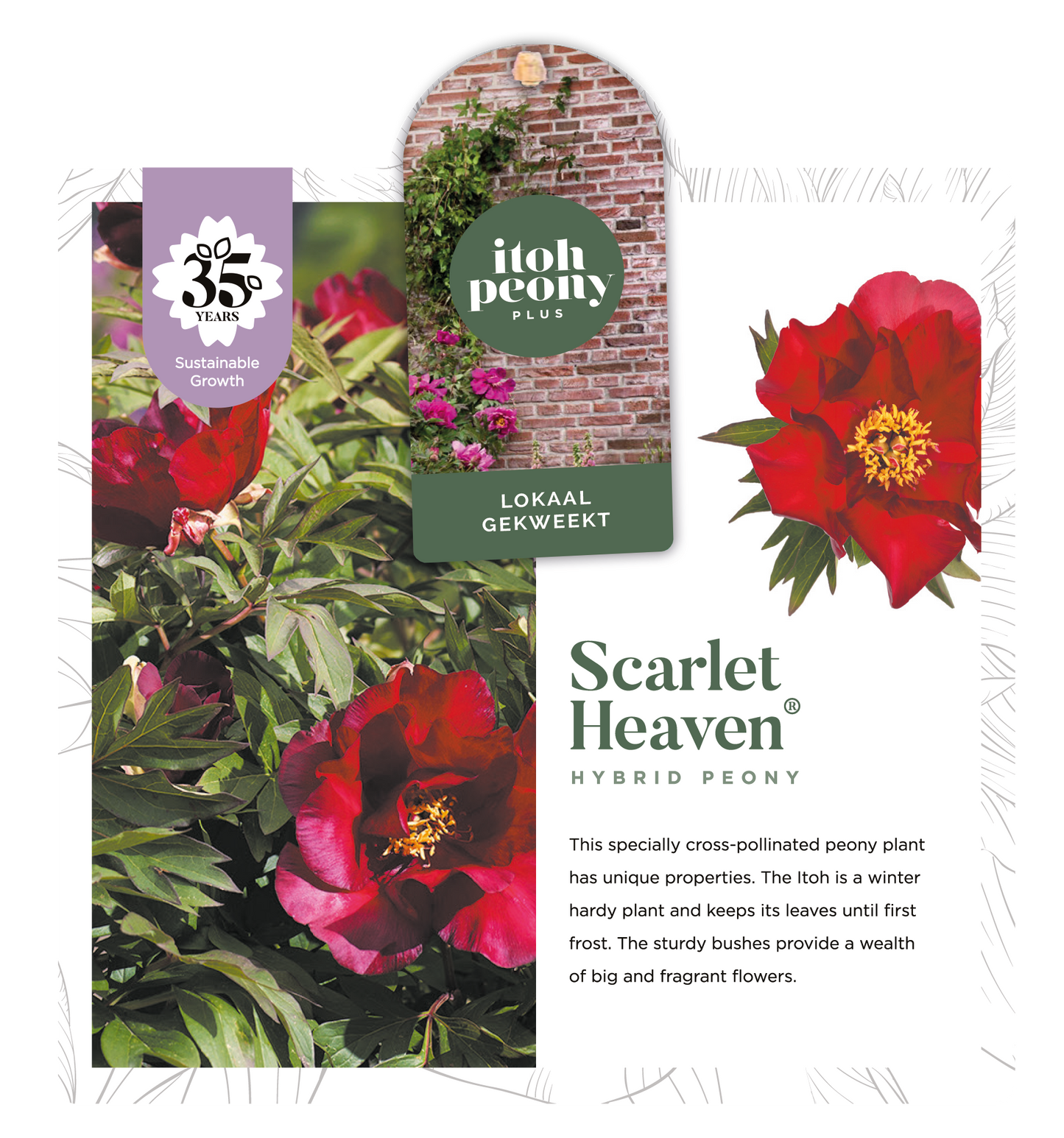 SCARLET HEAVEN OP POT
