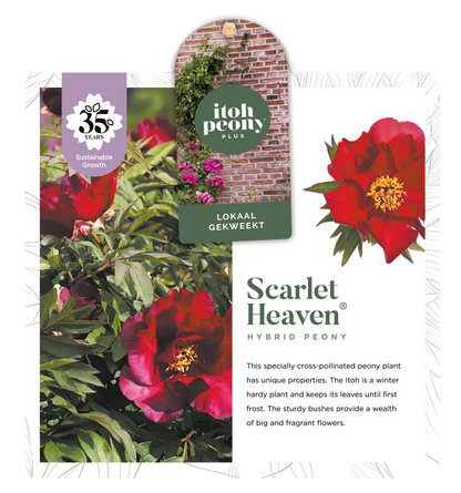 SCARLET HEAVEN OP POT