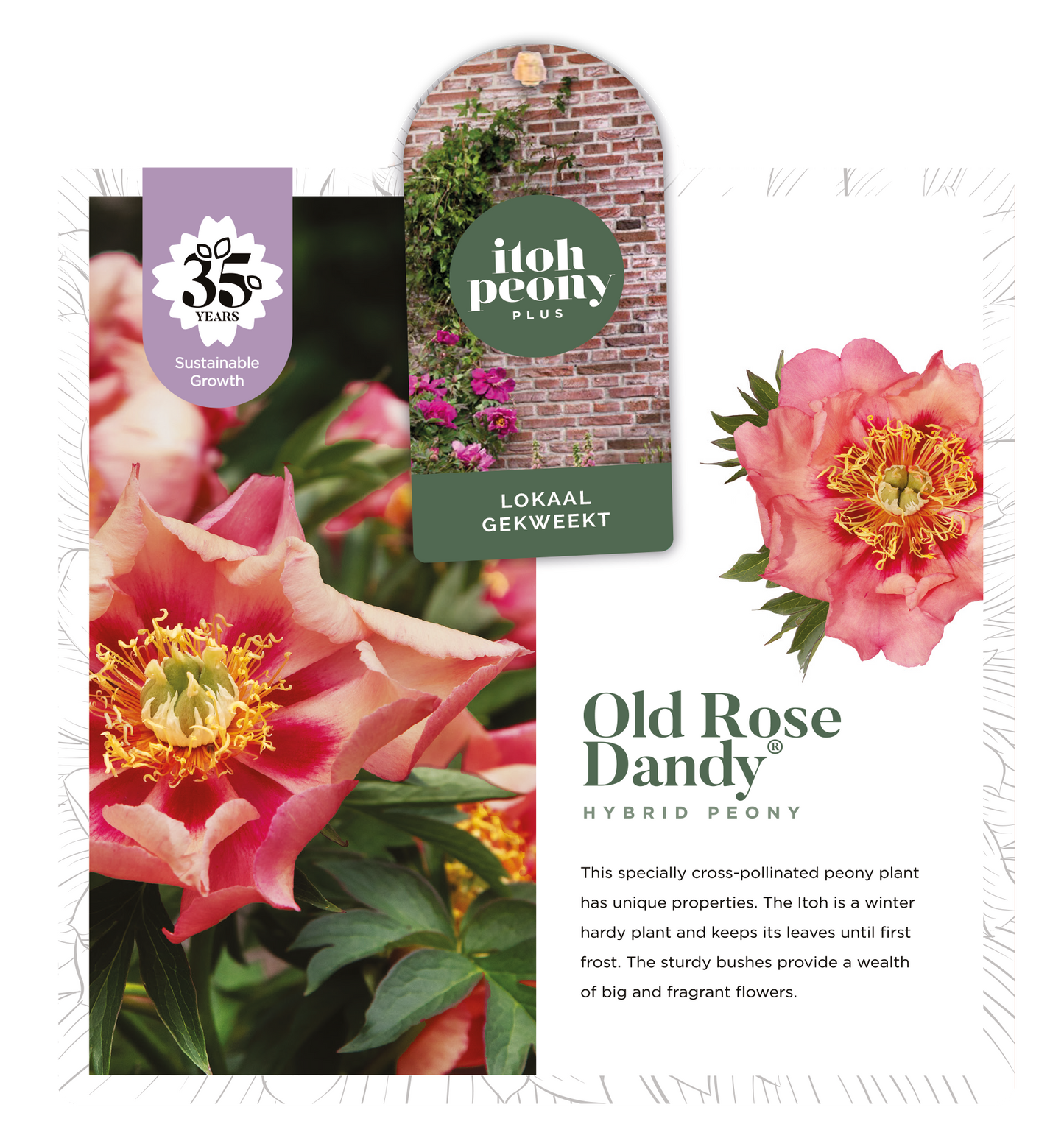 OLD ROSE DANDY OP POT