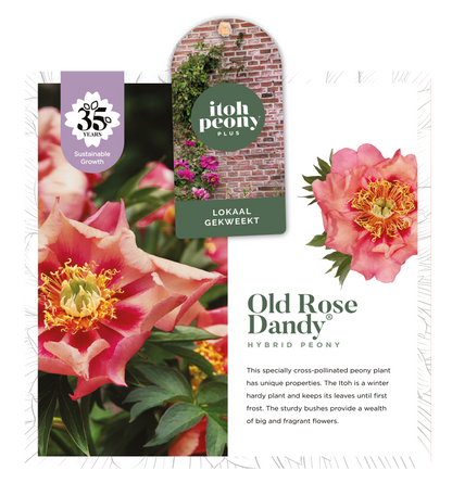 OLD ROSE DANDY OP POT
