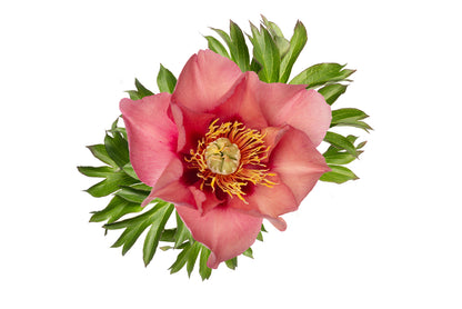 OLD ROSE DANDY OP POT