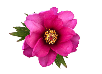 PINK ARDOUR